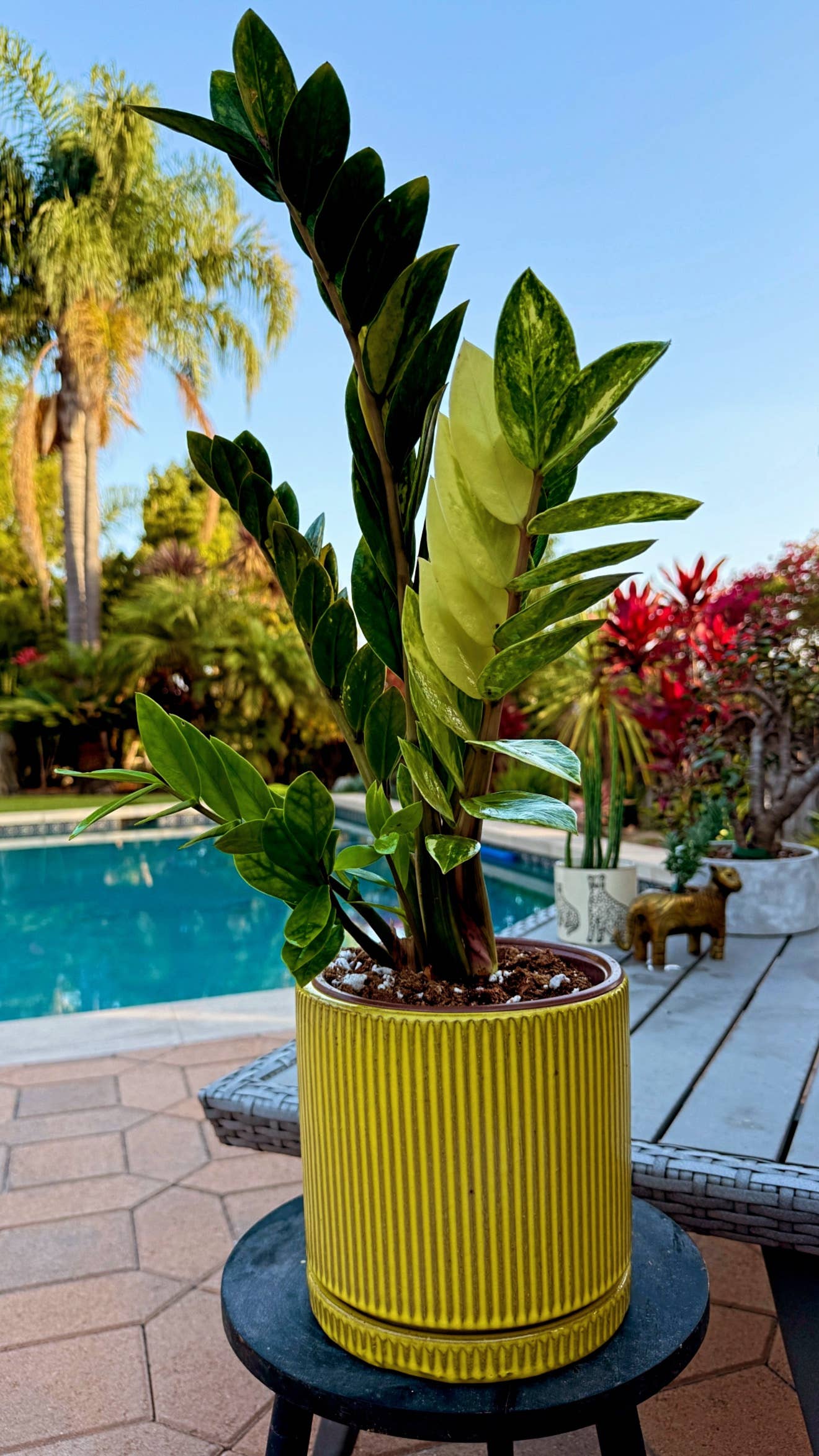 Variegated ZZ "Zamioculcas zamiifoli"