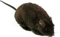 Furry Black Fake Rat Prop Scary Prank Mouse