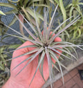 Tillandsia Stricta x Aeranthos