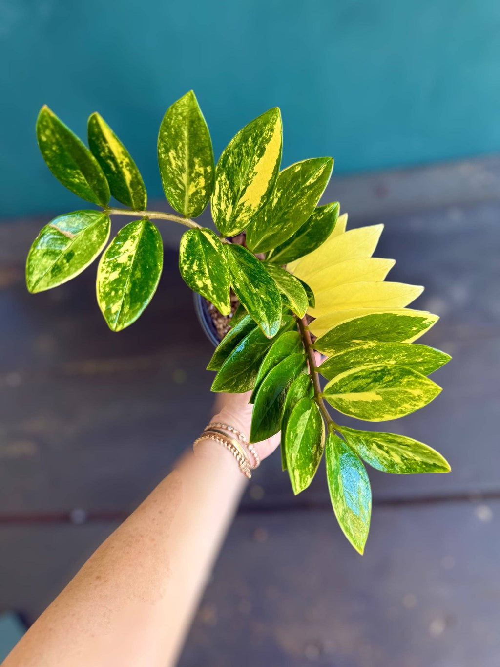Variegated ZZ "Zamioculcas zamiifoli"