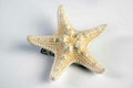 Mermaid Ivory Star Fish Seashell Hair Clip Costume Accessory