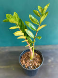 Variegated ZZ "Zamioculcas zamiifoli"