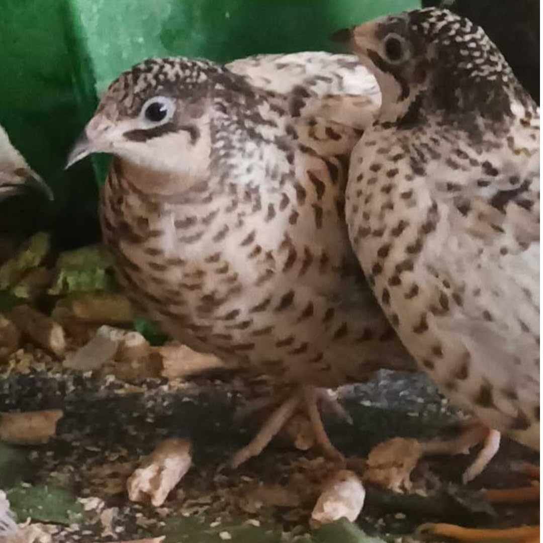 Button Quail Eggs for Hatching - Chinese and King Button Quail, Silver, Dark V, Hens Choice Mix