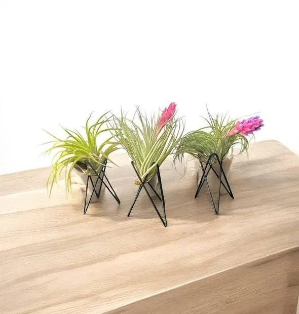 Geometric Air Plant Stand with live air plant