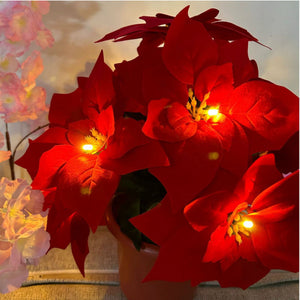 10 poinsettias