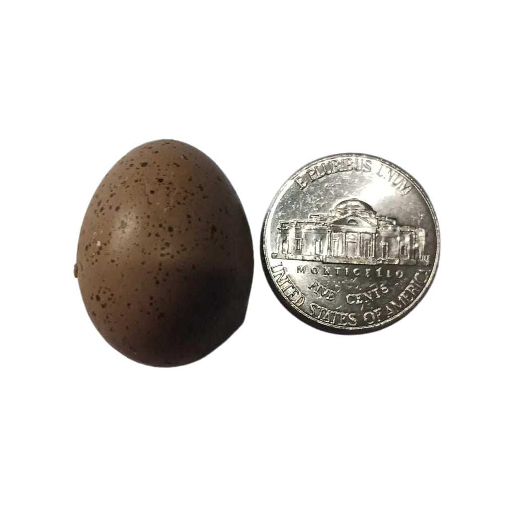Button Quail Eggs for Hatching - Chinese and King Button Quail, Silver, Dark V, Hens Choice Mix