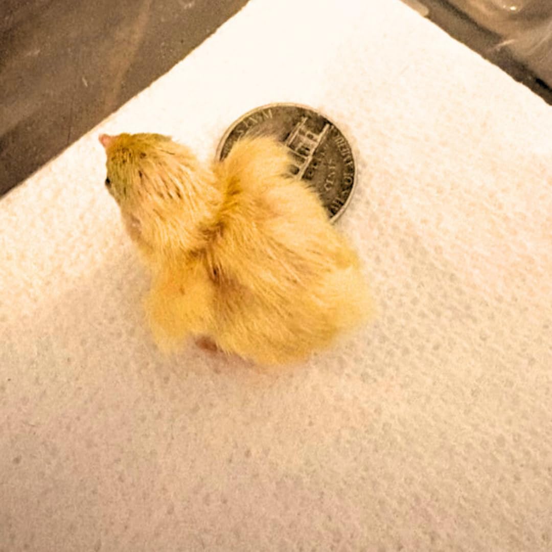 Button Quail Eggs for Hatching - Chinese and King Button Quail, Silver, Dark V, Hens Choice Mix