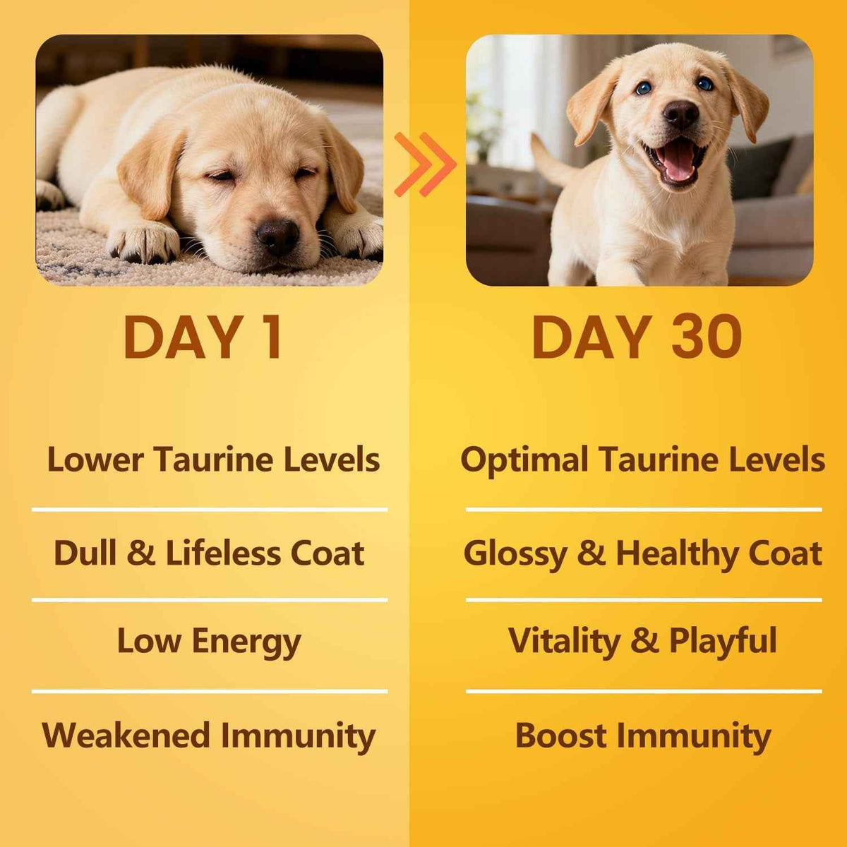 Taurine Powder for Dogs 500mg – Heart & Coat, 200g