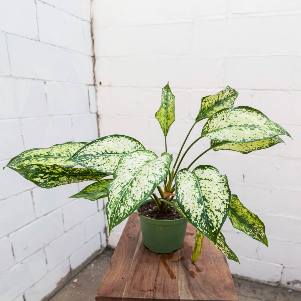 Spring Snow Aglaonema (Aglaonema 'Spring Snow')