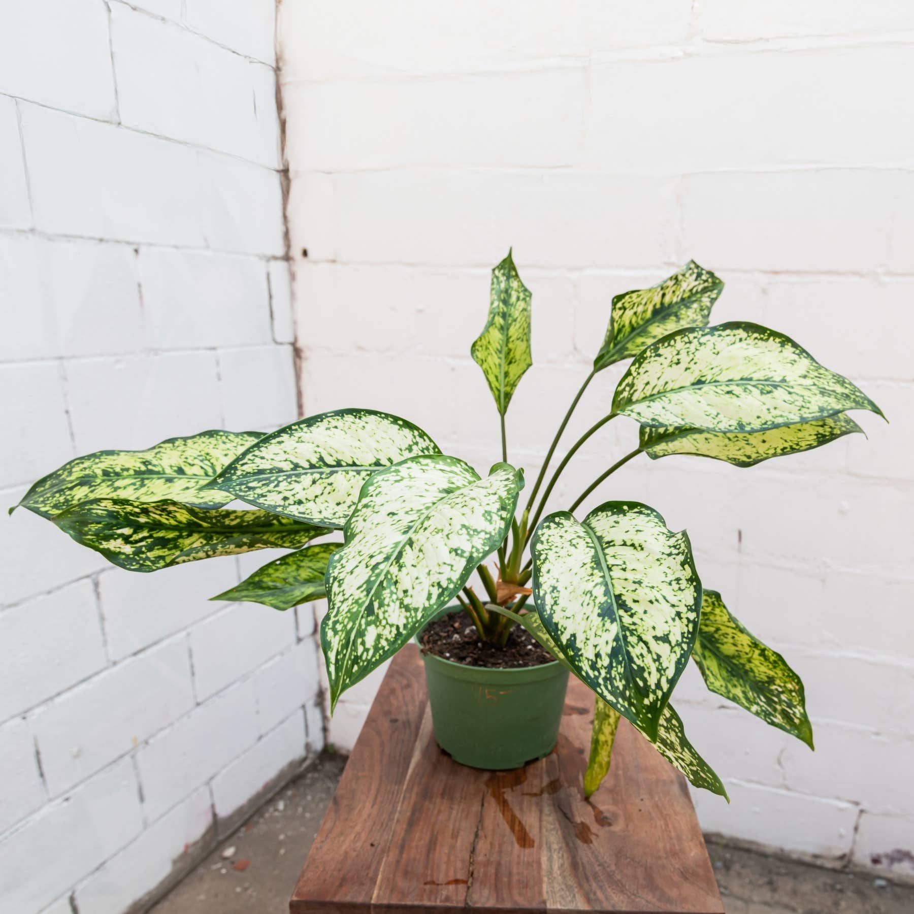 Spring Snow Aglaonema (Aglaonema 'Spring Snow')