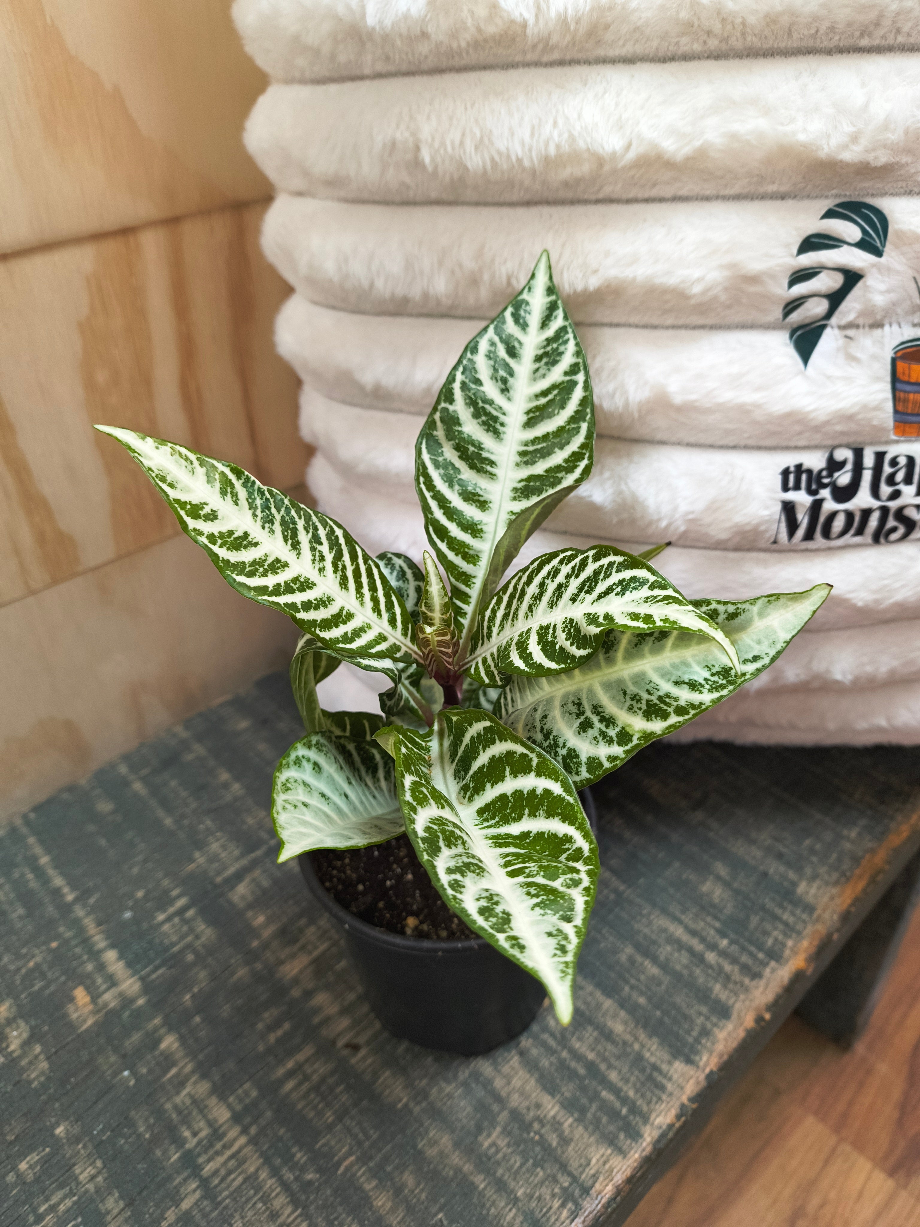 zebra snow white
