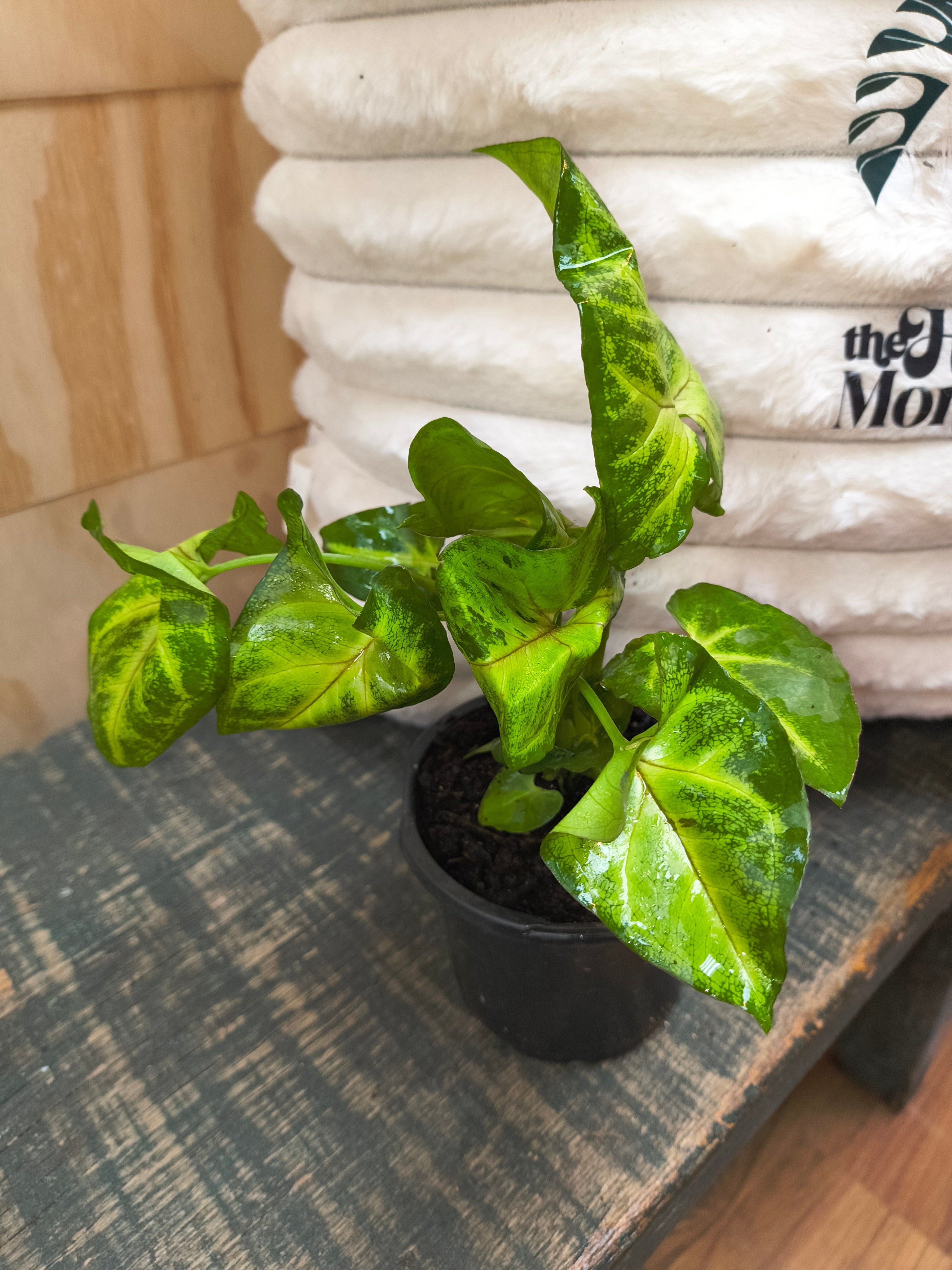 Syngonium Pink allusion