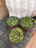 String of Pearls