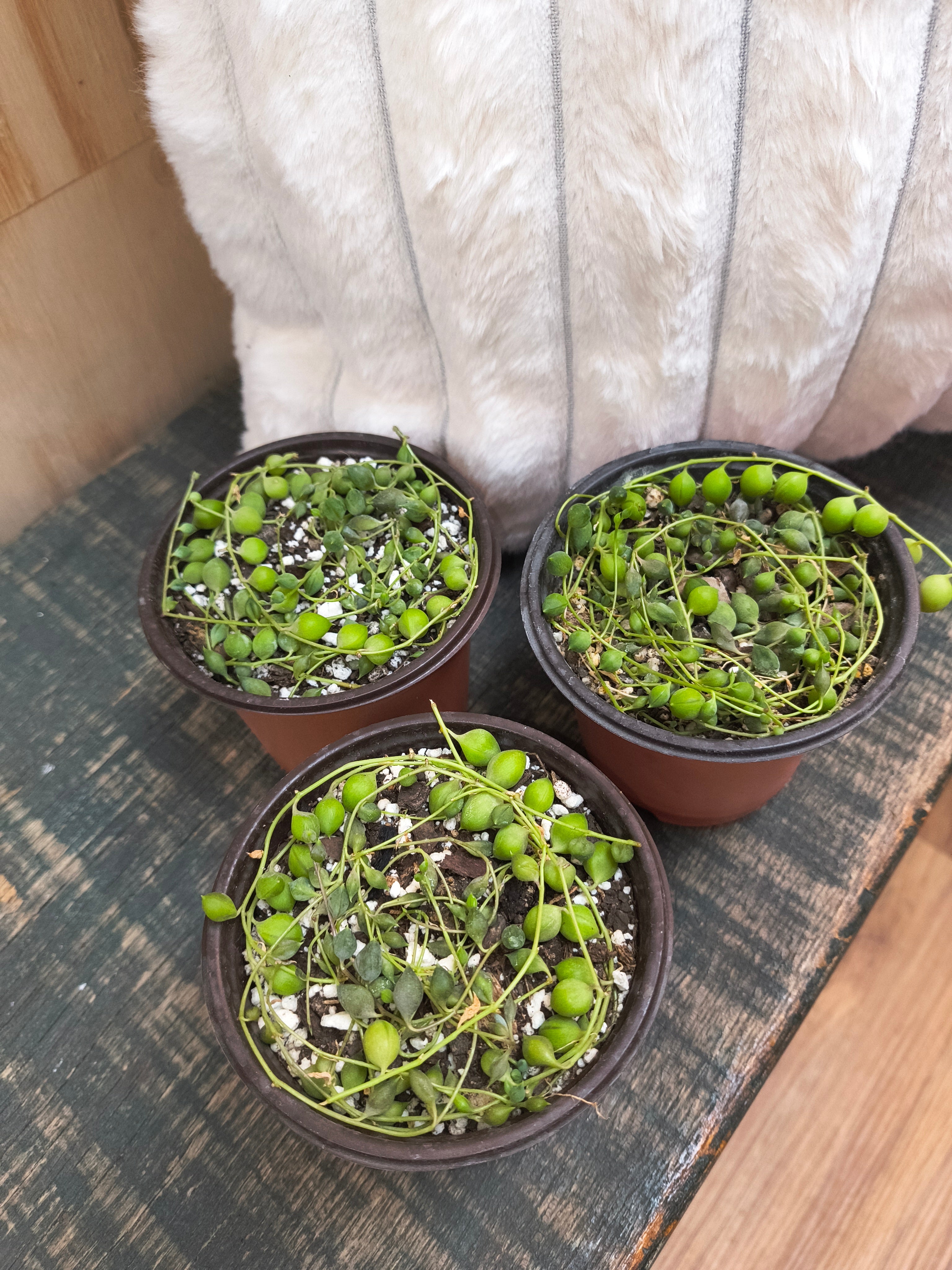 String of Pearls