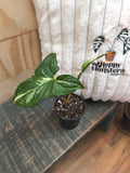 Syngonium Albo