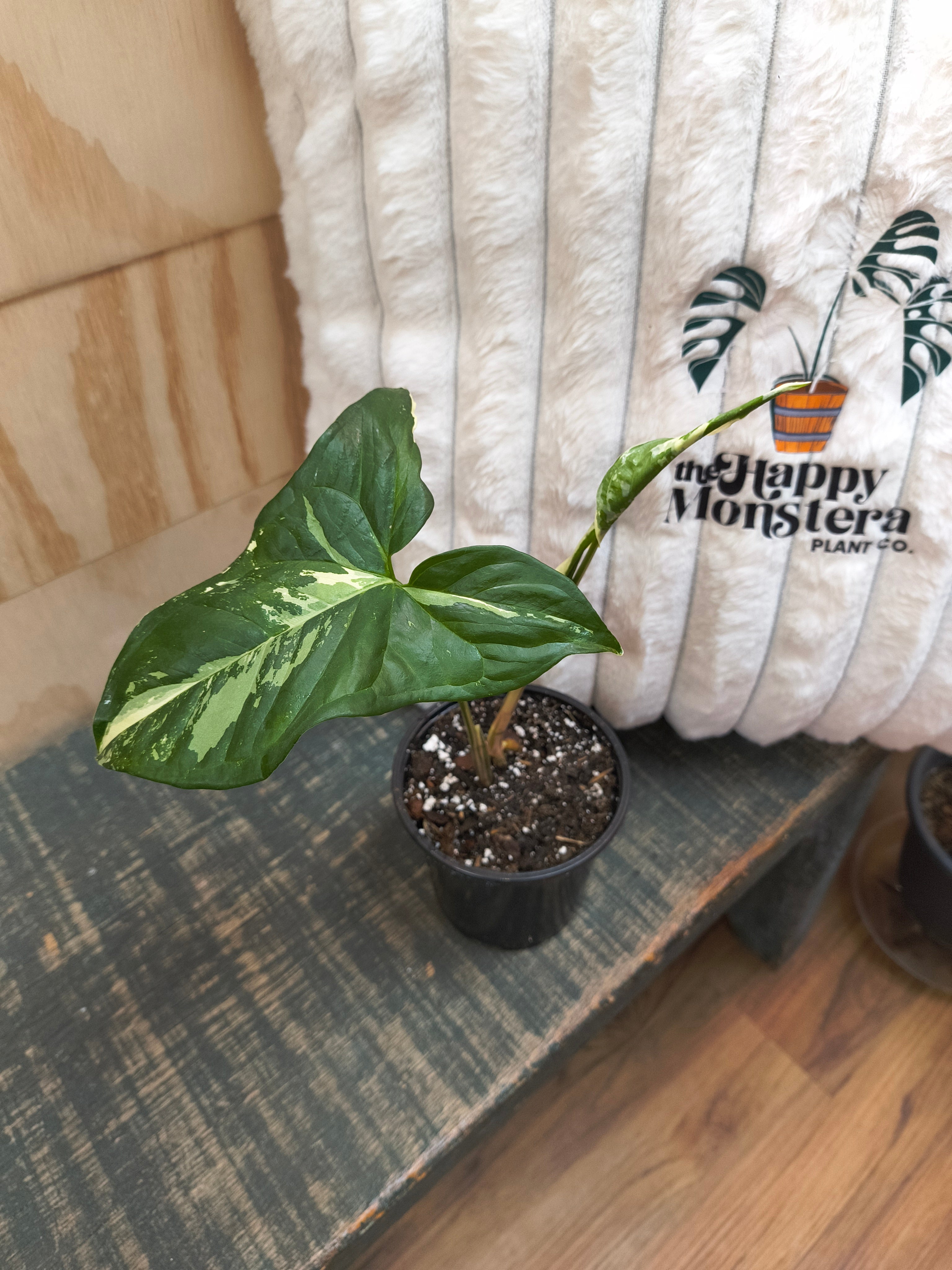Syngonium Albo