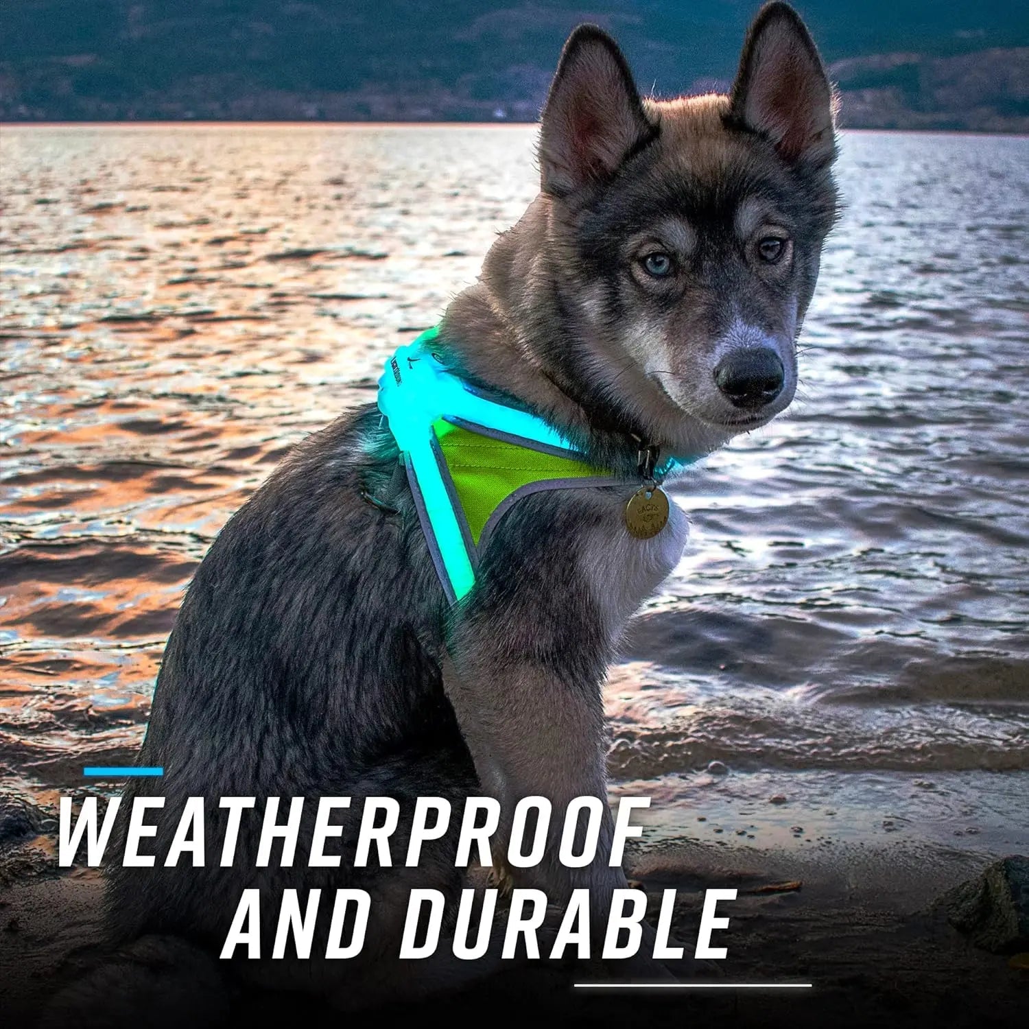 LED Light-Up Dog Harness – USB Rechargeable Reflective Safety Vest