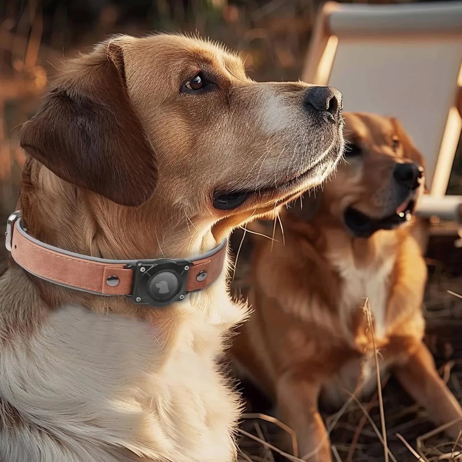 Leather AirTag Dog Collar with Built-In Holder