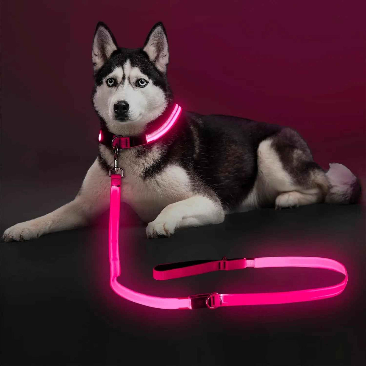 LED Dog Leash 6FT – USB Rechargeable, Night Safety