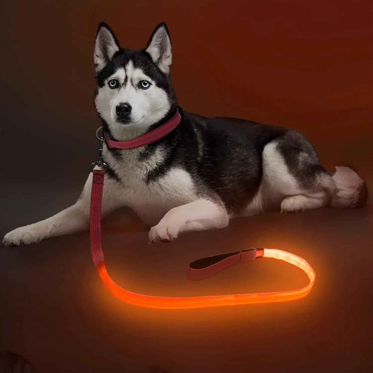 LED Dog Leash 6FT – USB Rechargeable, Night Safety