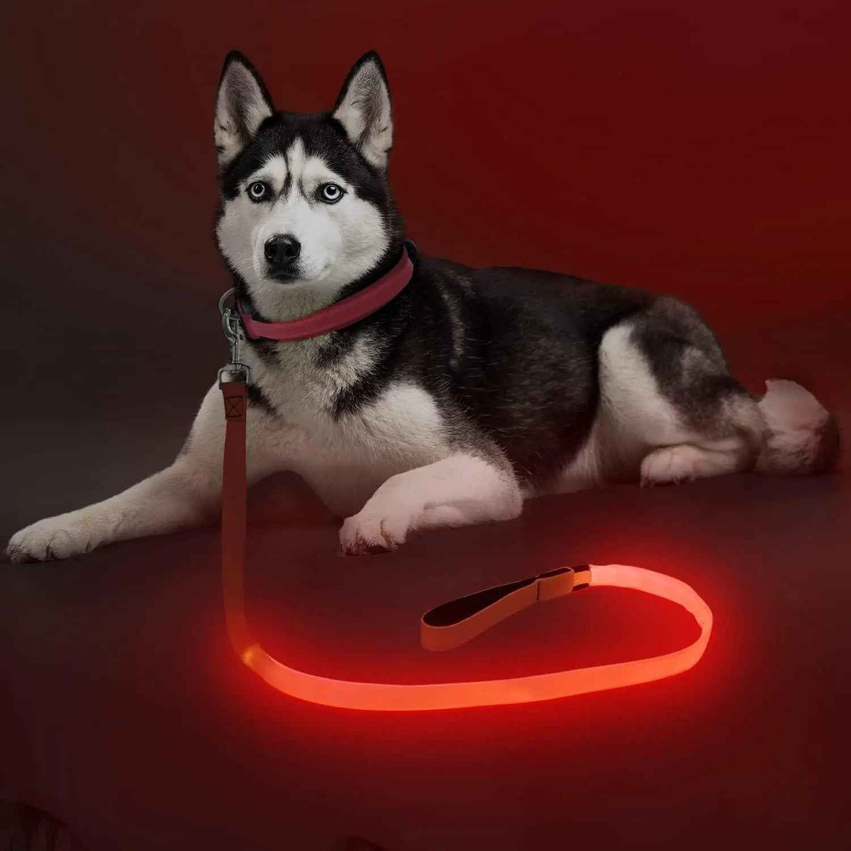 LED Dog Leash 6FT – USB Rechargeable, Night Safety