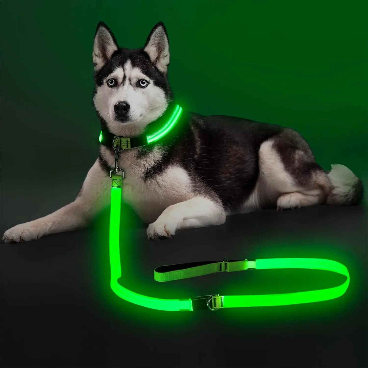 LED Dog Leash 6FT – USB Rechargeable, Night Safety