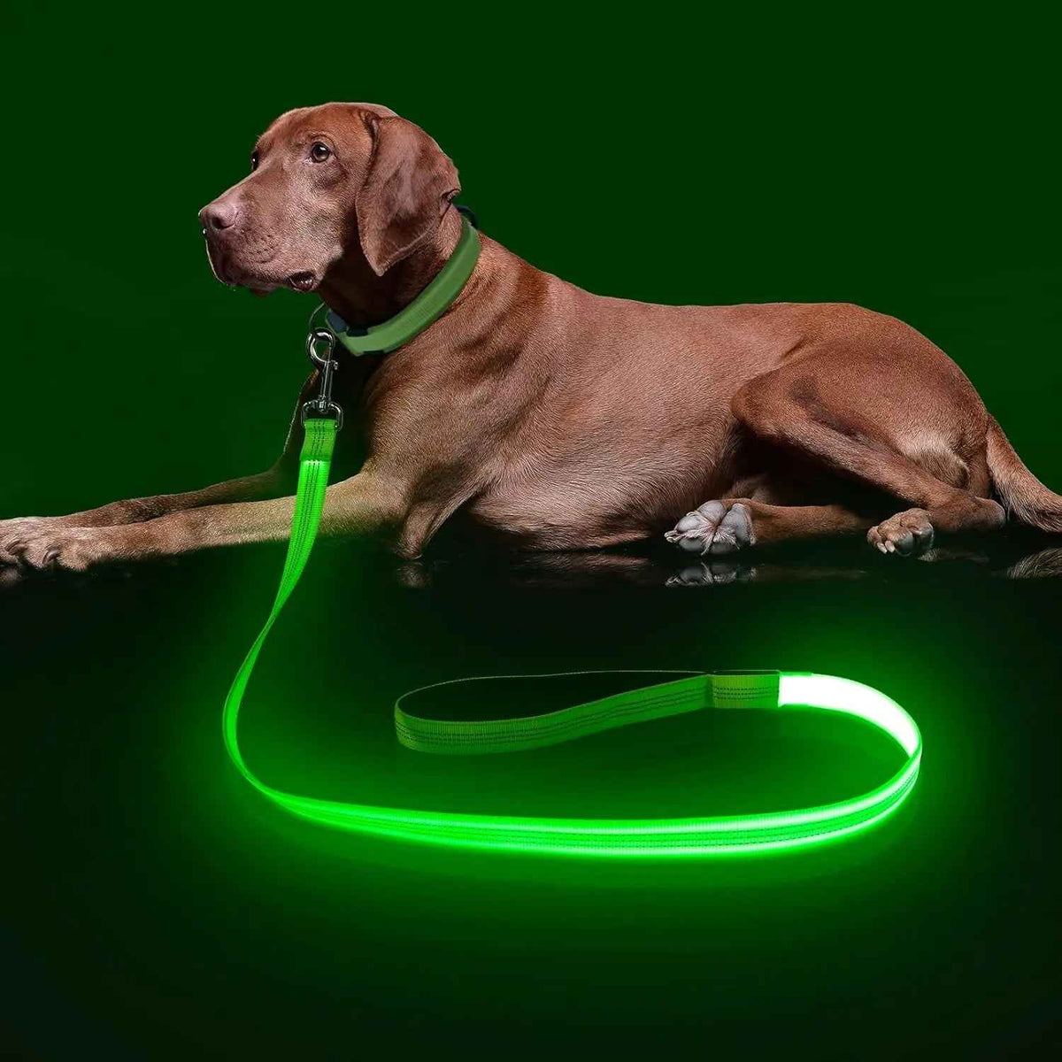 LED Dog Leash 6FT – USB Rechargeable, Night Safety