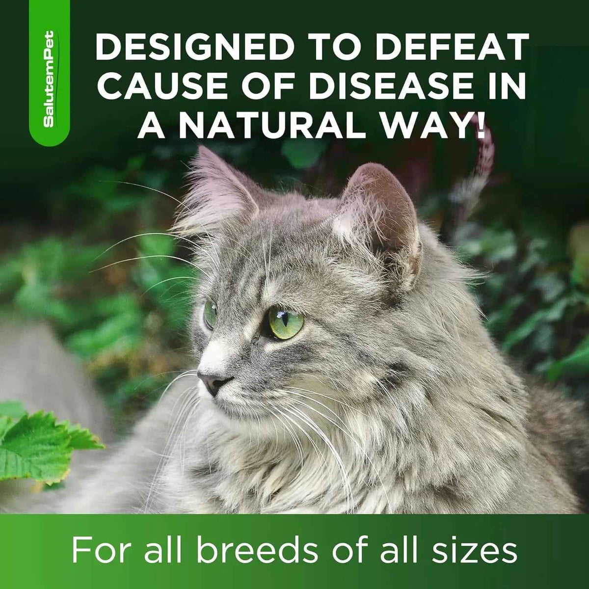 Natural Immune Support Drops for Cats Chicken Flavor 2oz