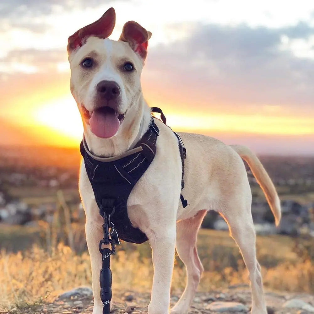 No-Pull Reflective Dog Harness, Heavy-Duty Oxford, Adjustable