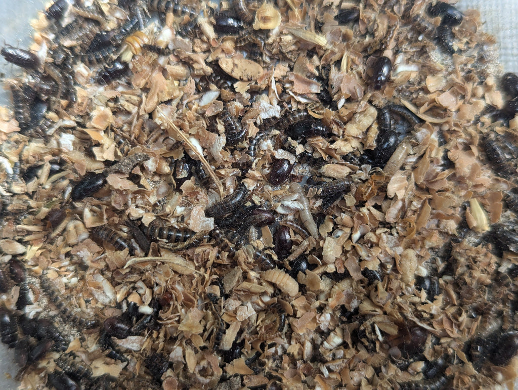Live Organic Lesser / Buffalo Mealworms