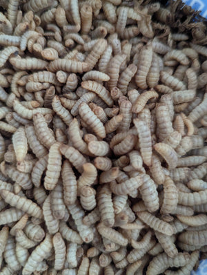 Live Black Soldier Fly Larvae