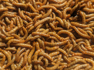 Live Mealworms