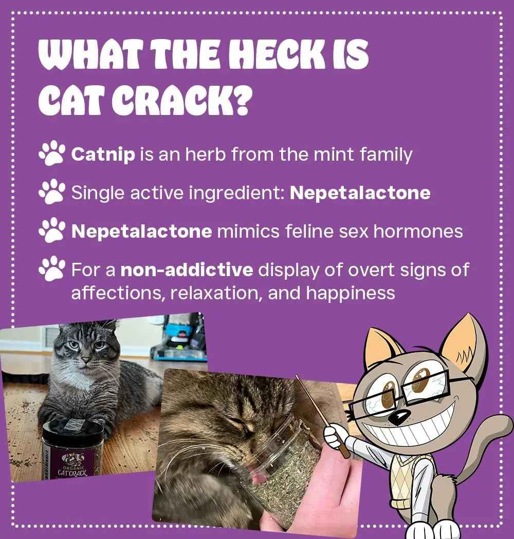 Premium Natural Catnip Blend for Cat Play & Training