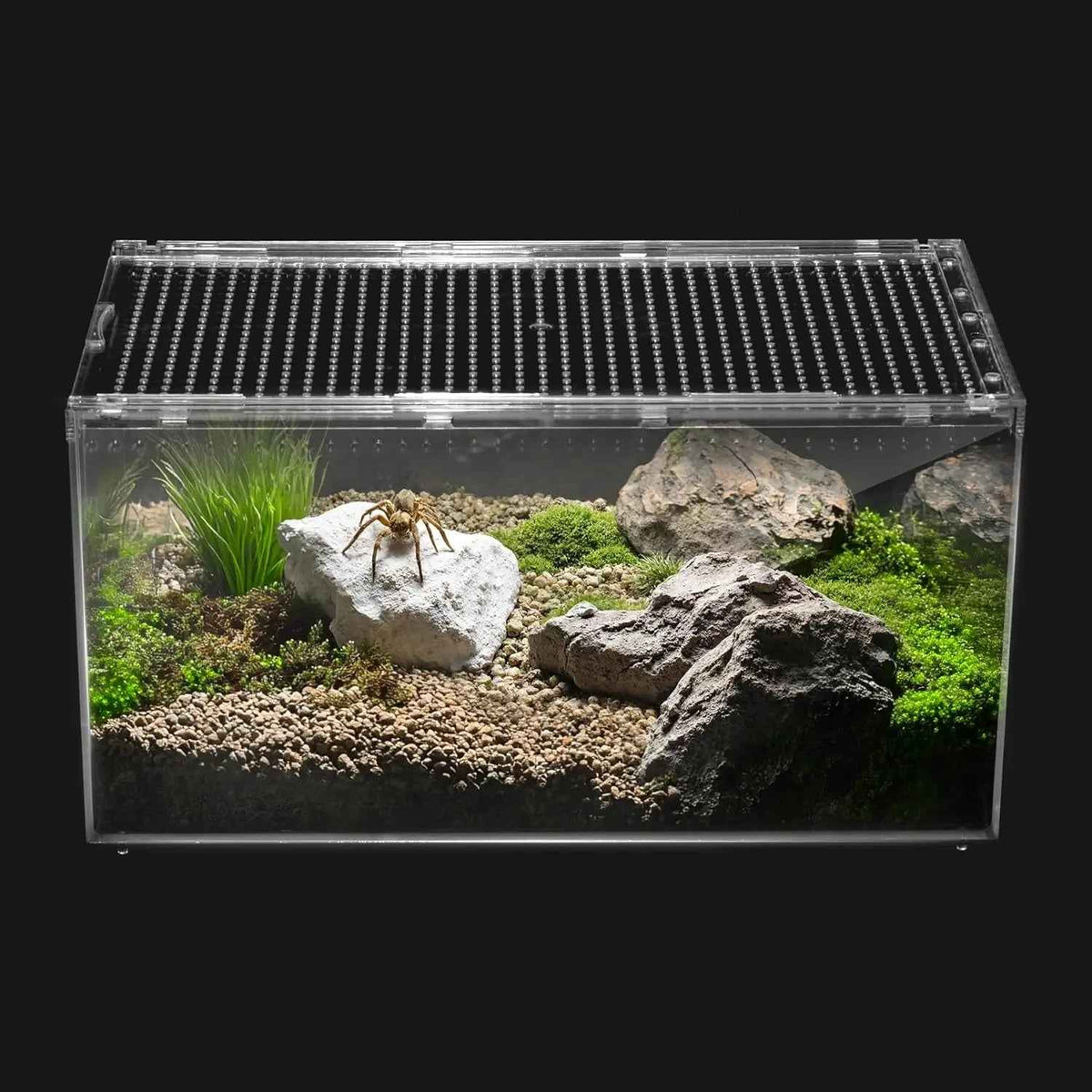 Reptile Terrarium Starter Kit – Spiders, Geckos, Insects