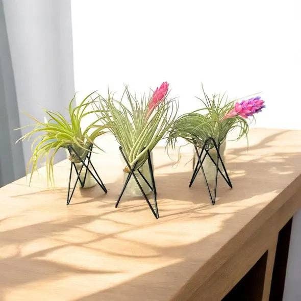 Geometric Air Plant Stand with live air plant