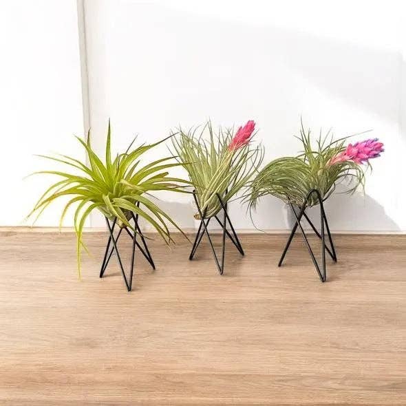 Geometric Air Plant Stand with live air plant