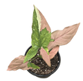 Syngonium Tricolor