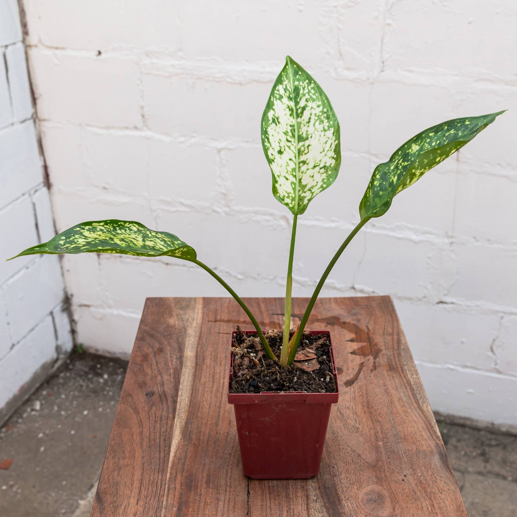 Spring Snow Aglaonema (Aglaonema 'Spring Snow')