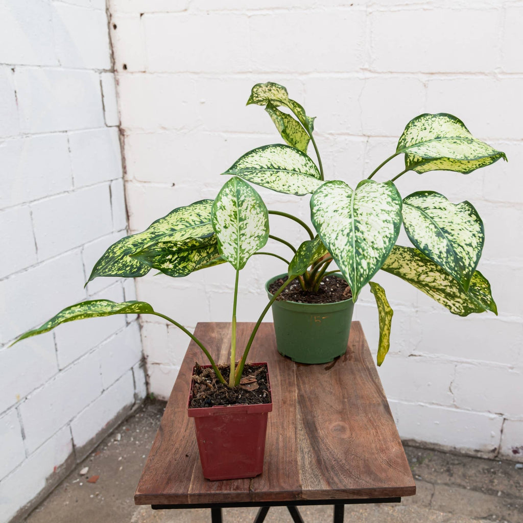 Spring Snow Aglaonema (Aglaonema 'Spring Snow')