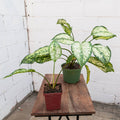 Spring Snow Aglaonema (Aglaonema 'Spring Snow')