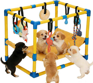 Puppy Gym Is Yello