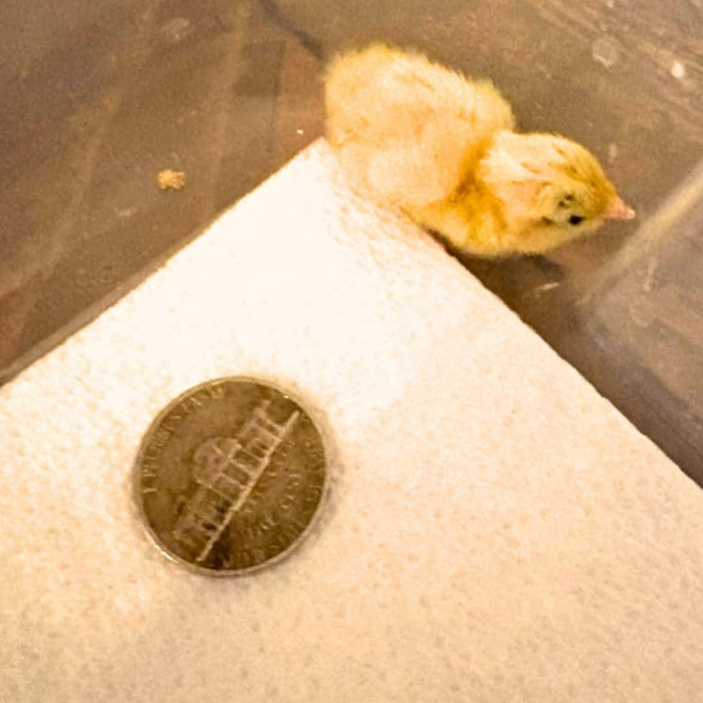 Button Quail Eggs for Hatching - Chinese and King Button Quail, Silver, Dark V, Hens Choice Mix