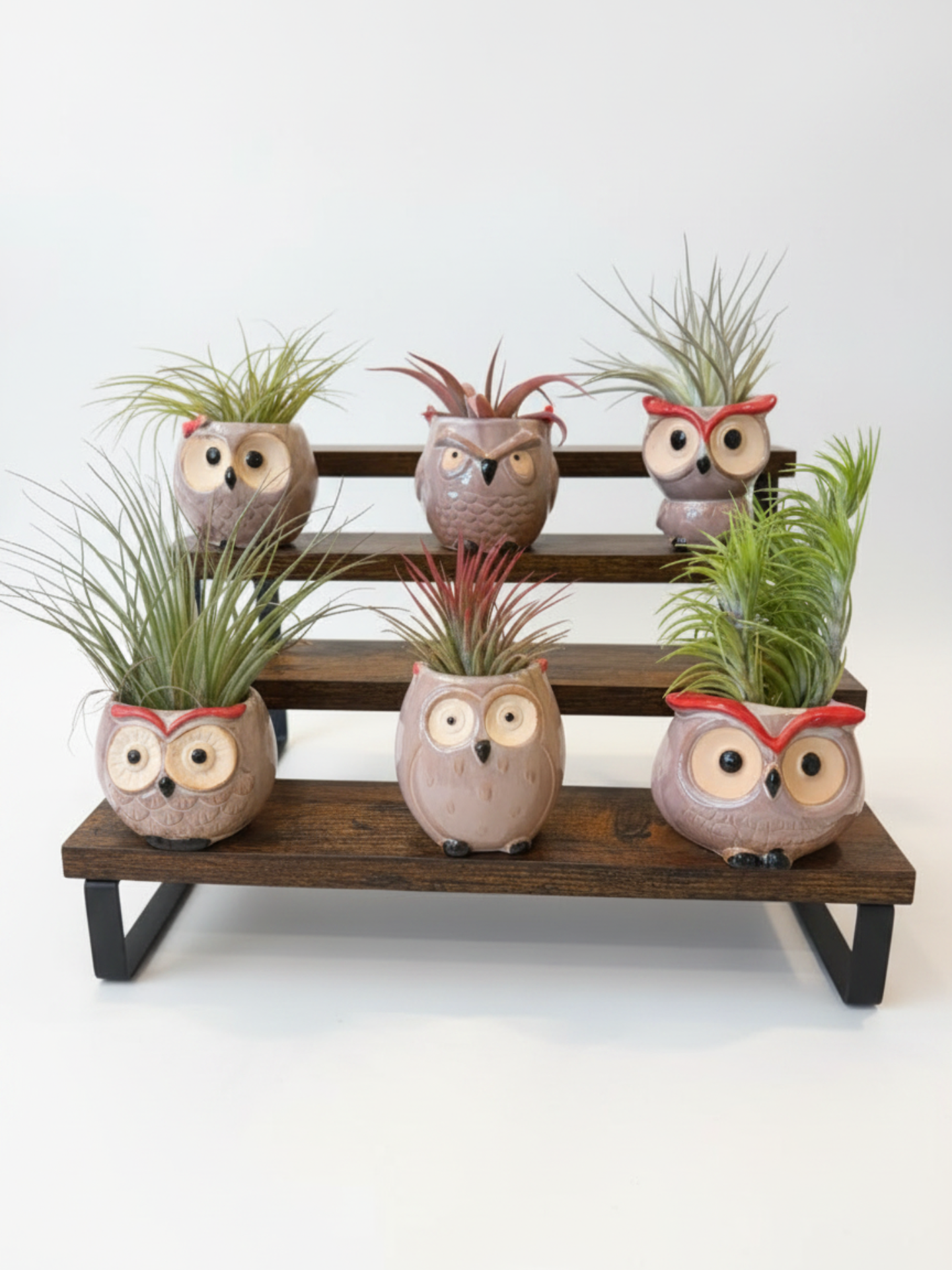 Ceramic Owl Planters Natural –  Air Plant Pots with Live Air Plants