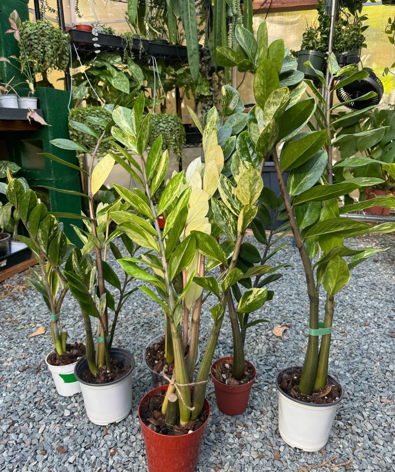 Variegated ZZ "Zamioculcas zamiifoli"