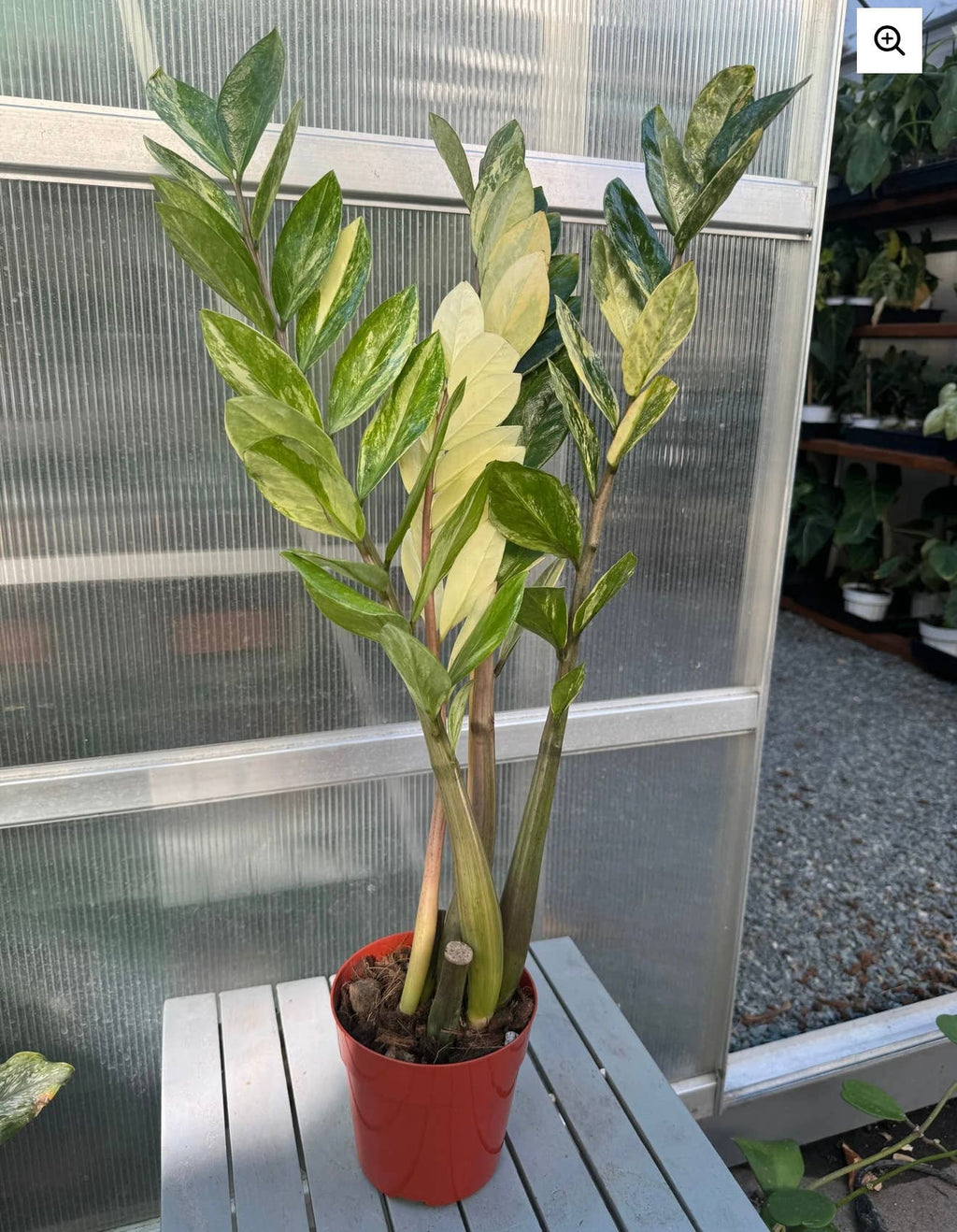 Variegated ZZ "Zamioculcas zamiifoli"