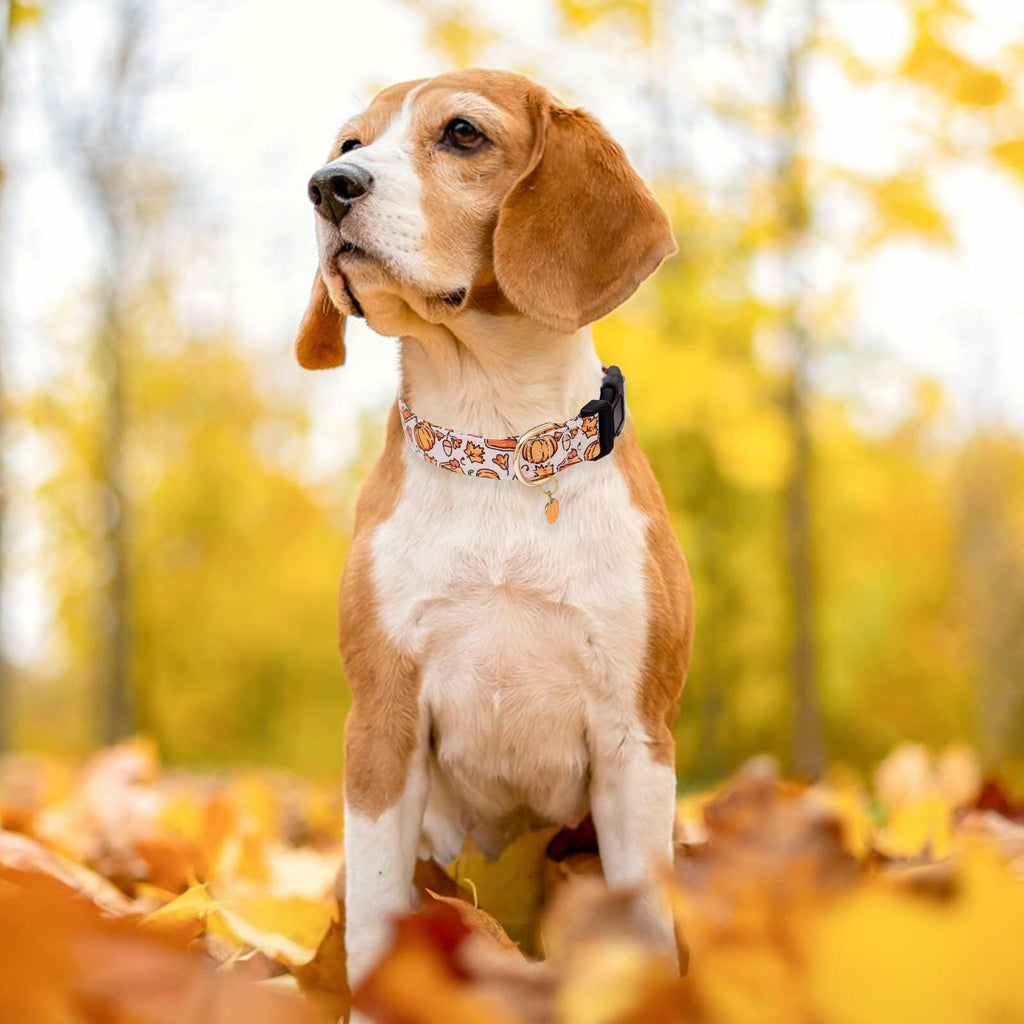 Faygarsle Orange Dog Collar Pumpkin Leaf Pattern Fall Autumn Small Size S