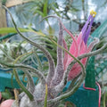Tillandsia Pruinosa Air plant