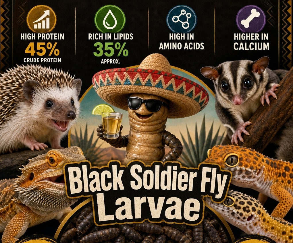 Mealworms Live – Fresh & Sustainable Protein by PNC Family FInds