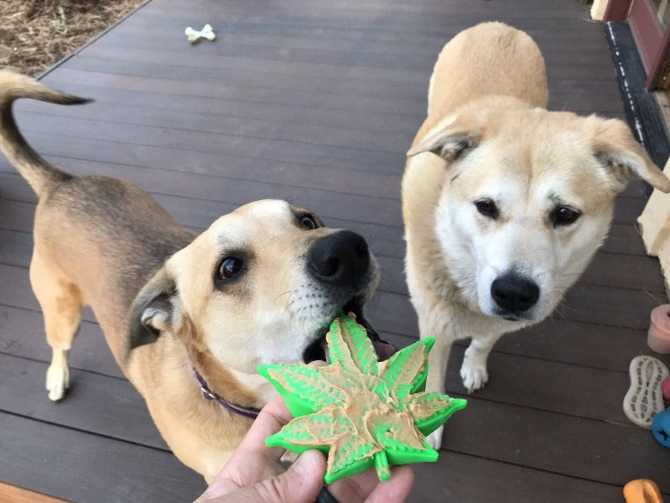 Colorado Maple Leaf Nylon Dog Chew Toy for Aggressive Chewers | USA Made